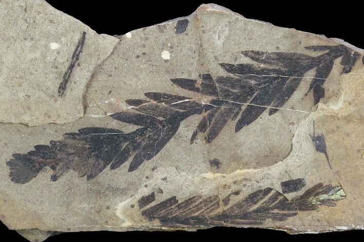 Metasequoia Fossil - Cache Creek, BC #99316